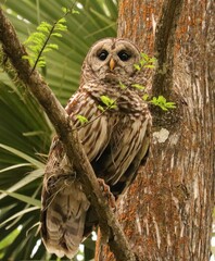 Soulful gaze of the wise old owl 