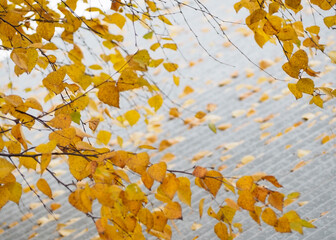 Yellow autumn leaves