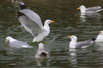 Seagull on the water