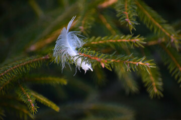 white feather on a branch