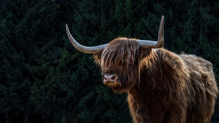 Funny Animals background - Scottish highland cow, cow on field in the beautiful black forest. - obrazy, fototapety, plakaty