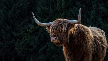 Crédence de cuisine en verre imprimé Highlander écossais Fond d& 39 animaux drôles - vache highland écossaise, vache sur le terrain dans la belle forêt noire.