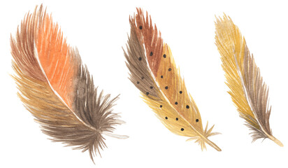 Watercolor bird feathers illustration set. Boho clipart