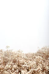 Tuinposter Wit natuurlijke gedroogde bloemen Gypsophila Paniculata_02