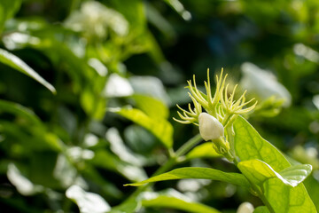 white jasmine flowers in the morning