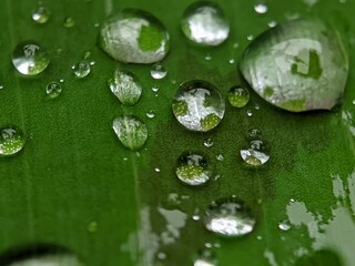 water drops on green leaf