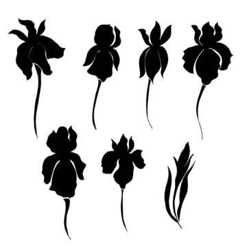 Iris Flower Vector Draving. Black Silhouette.