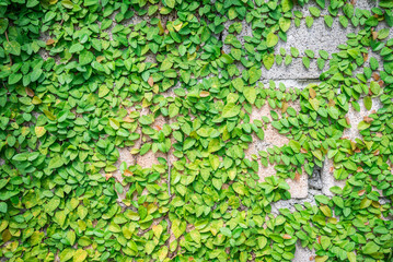Detail of green climbing plants on wall background. Green natural background concept.