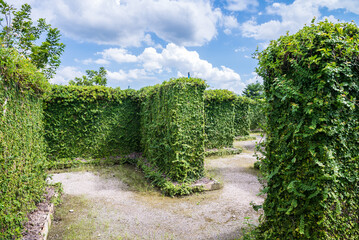 Outdoor green maze nature garden with blue sky background. Recreation and activity concept.