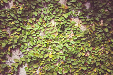 Detail of green climbing plants on wall background. Green natural background concept.