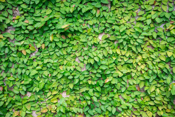 Detail of green climbing plants on  wall background - Natural outdoor background and save the environmental concept.