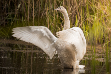 Obraz premium Mute swan, Cygnus olor, swims in its living environment - the natural habitat of the mute swan, a pond with thickets, the swan feels good here, a natural and wild refuge of a large white bird
