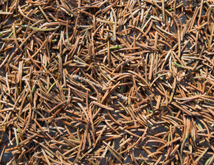 dropped dry spruce needles on ground