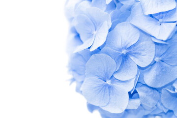 Background with blue hydrangea. Floral gentle background.