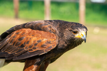 red tailed hawk closeup