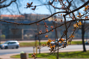 Silhouette of famous Petrovaradin fortress and bridge upon Danube river in Novi Sad, Serbia on a sunny day with spring blossom