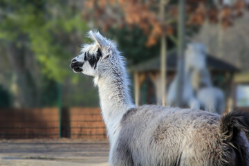 Portrait eines Alpaka. Alpaka liefern hochwertige Wolle. © boedefeld1969