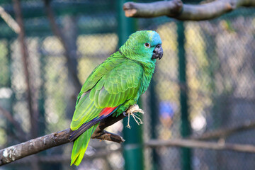 Papagei in einer Voliere. Papageienvögel mit schönen Gefieder.
