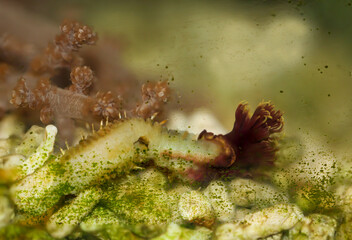 Obraz na płótnie Canvas Ein Kalkröhrenwurm der aus seiner Röhre raus gekommen ist in einem Meerwasser Aquarium. 
