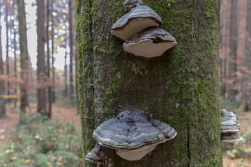 Beechtrunk covered by green moss and stem mushroom - obrazy, fototapety, plakaty