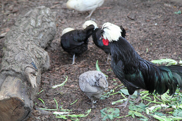 Hühner auf dem Bauernhof.
