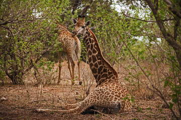 Resting Giraffe 15075