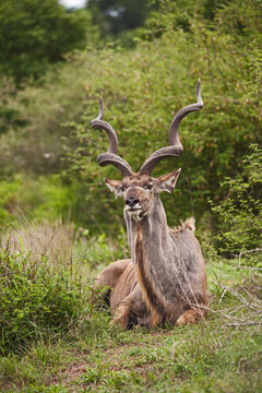 Greater Kudu (Tragelapus strepsiceros) bull 15209