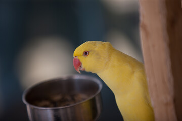 Yellow parrot next to a silver bowl