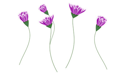 Purple carnation flower bundle vector illustration isolated on white. Set of minimal floral design elements for print, background, banner or card.