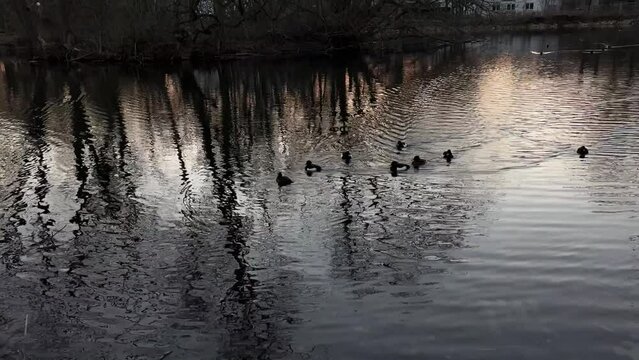 Wide shot of a few ducks swimming on a small lake in a park.