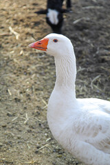 Große weiße Gänse auf dem Bauernhof.
