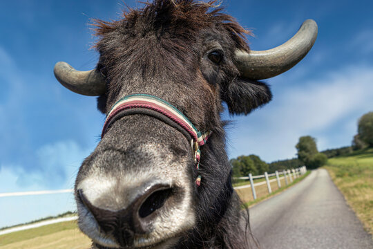 Close-up portrait of a yak cow on a road looking curiously into camera