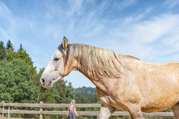 Natural horsemanship basic bonding work scene: Focus on a horse with its owner in the background