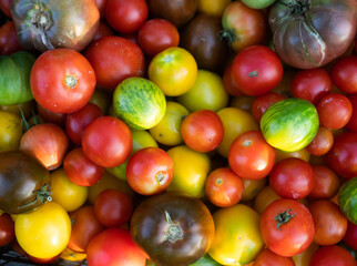 ripe organic tomatoes freshly collected eco gardening