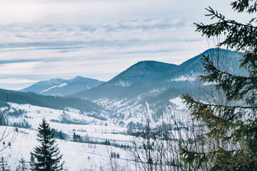 Mountains peak green fir tree. Carpathian mountains with snow covered fir trees. Mountain Landscape...