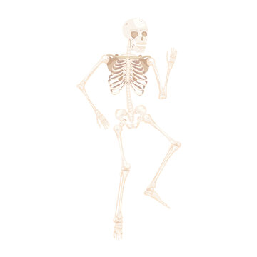 human skeleton body