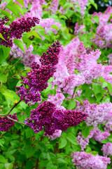 Vertical Shot Beautiful Purple Lilacs