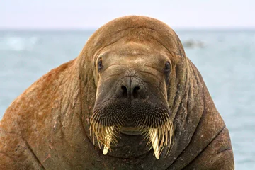 Fotobehang Walrus Close-up van een walrus die recht in de camera staart