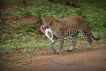 Beautiful shot of an African leopard walking with it's prey in Sri Lanka