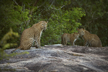 Group of leopards on a rock against green forest trees in Sri Lanka © Alex254/Wirestock Creators
