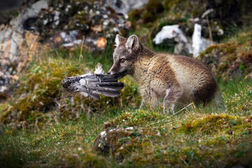Beautiful shot of a arctic fox with its prey during the day in Svalbard