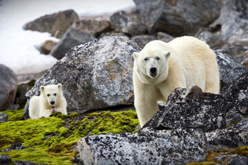 Polar bear and its young on a rocky landscape in Svalbard, Norway