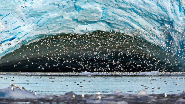 Flock of birds flying over the icy ocean of Svalbard, Norway with a caved glacier in the background