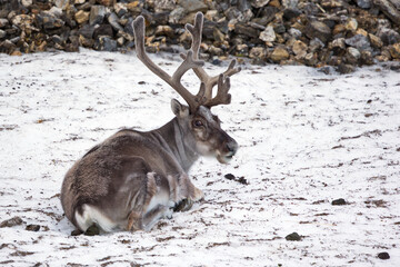 Closeup of a reindeer lying on snowy ground at Svalbard, Norway