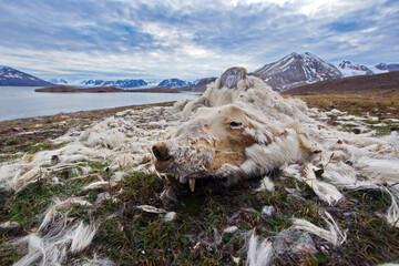 Closeup shot of a dead polar bear in Svalbard near the sea