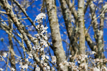 Prunus spinosa or Blackthorn/Le Prunus spinosa ou Prunellier
