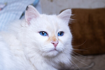 White fluffy angora cat close up portrait
