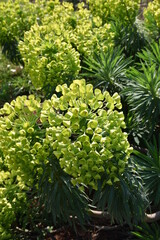 Euphorbia veneta au printemps