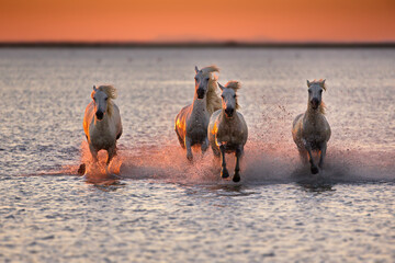 Group of white horses galloping on water at the coast of Camargue in France at sunset