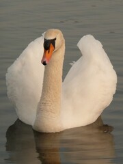 Obraz premium Mute Swan